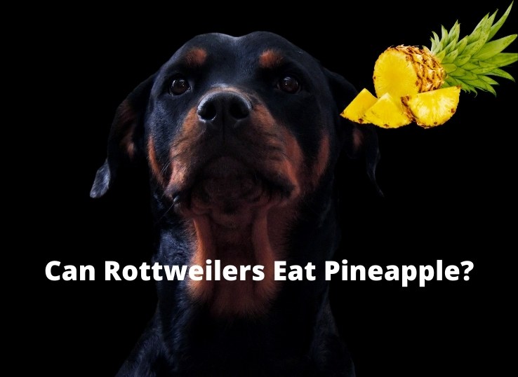 can Rottweilers Eat Pineapple