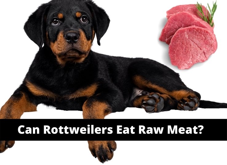 can Rottweilers eat raw meat