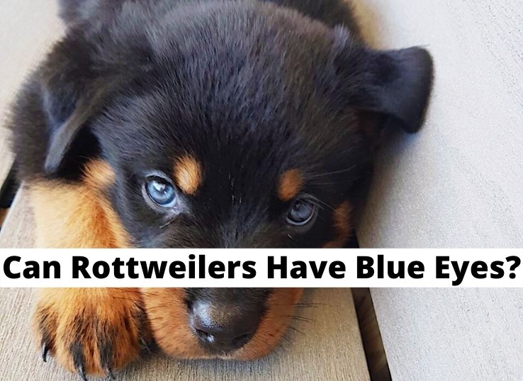 can Rottweilers have blue eyes