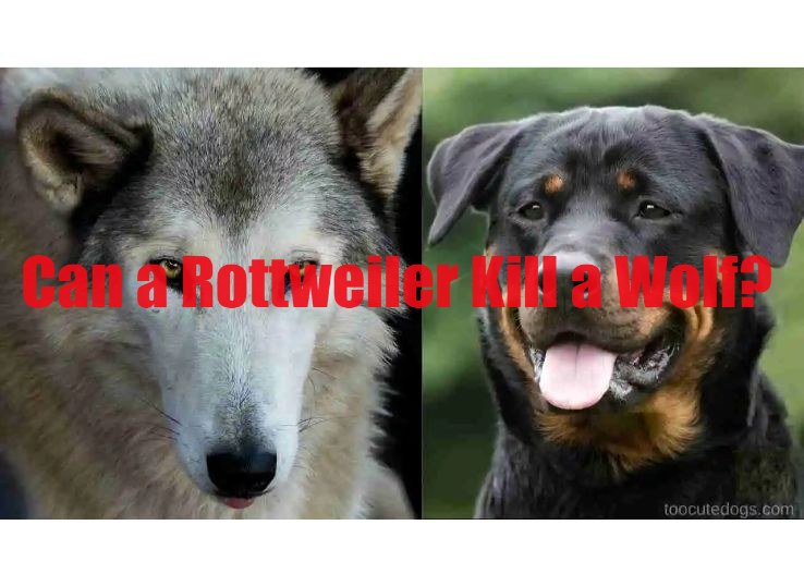 Can a Rottweiler Kill a Wolf? (Find Out)