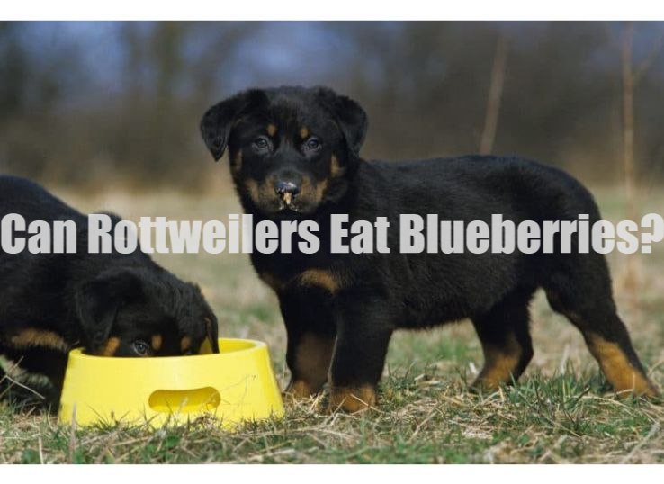 Can Rottweilers Eat Blueberries? (New Guide)