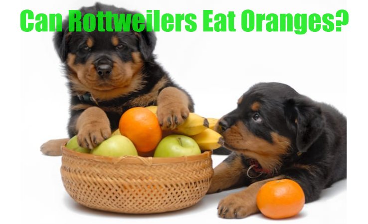 can rottweilers eat oranges