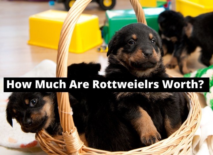 How much are Rottweilers Worth? (New Price Guide)