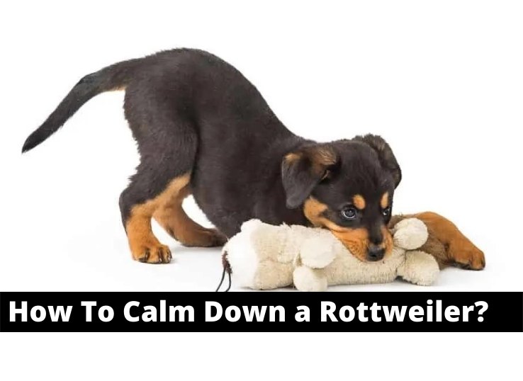 how To Calm Down a Rottweiler
