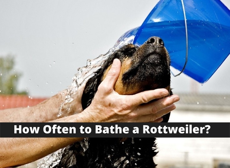 how-often-to-bathe-a-Rottweiler-