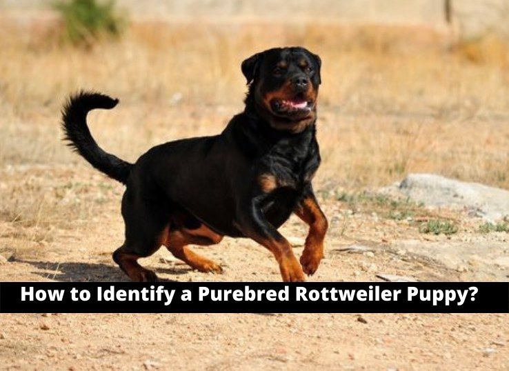 how to Identify a Purebred Rottweiler Puppy