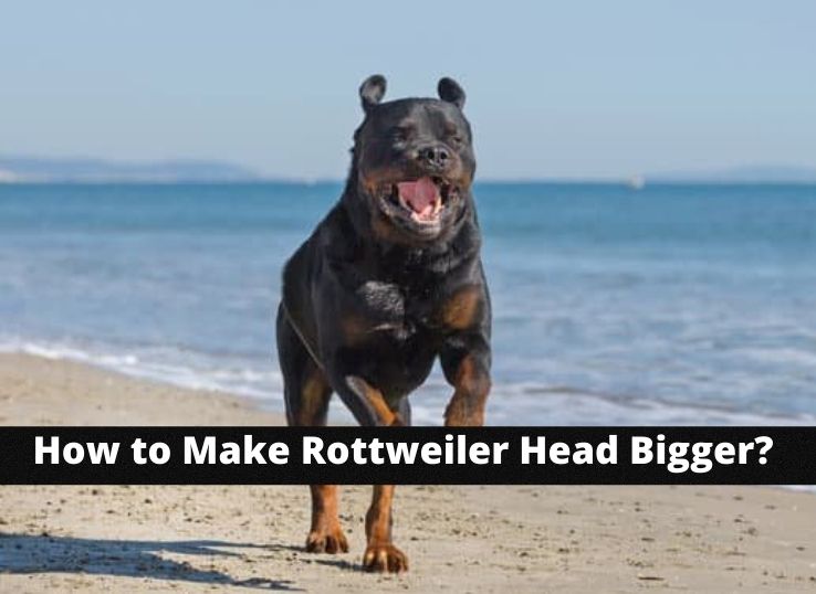 how to Make Rottweiler Head Bigger