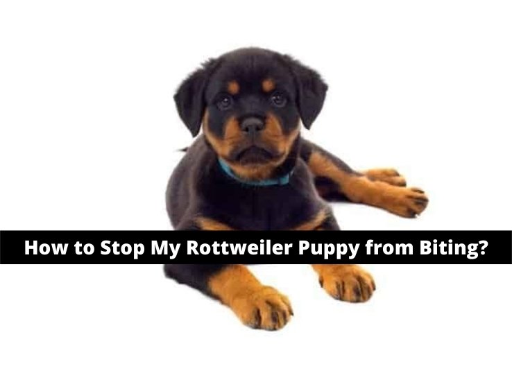 How to Stop My Rottweiler Puppy from Biting? 3 Methods