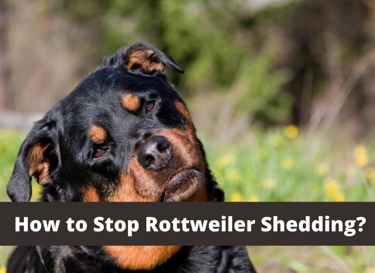 How to stop Rottweiler Shedding? (5 Ways)