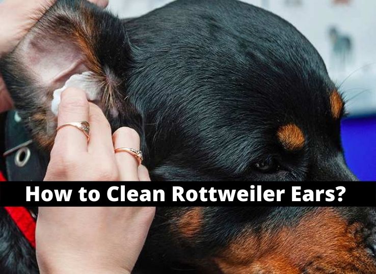 how to clean Rottweiler ears