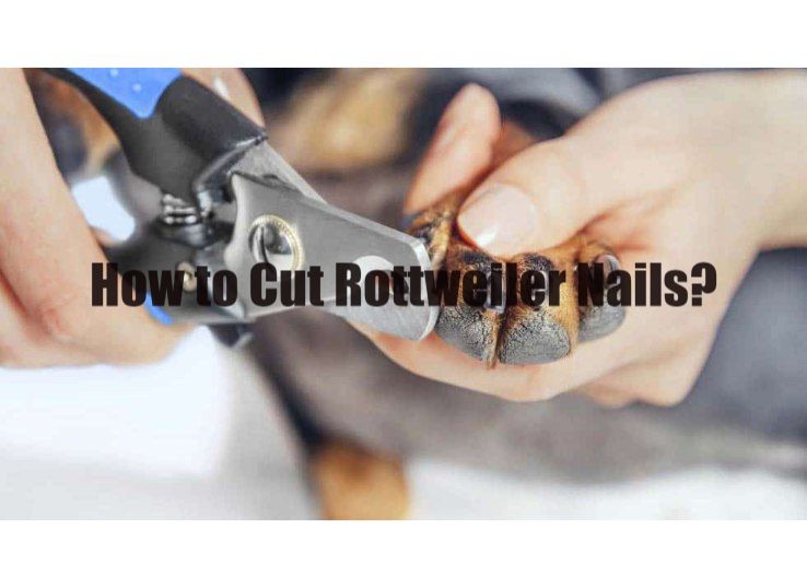 how to cut rottweiler nails