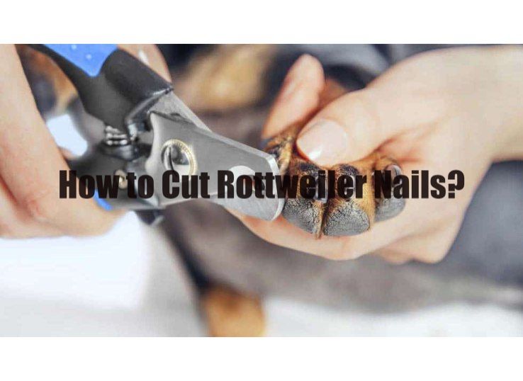 how-to-cut-rottweiler-nails