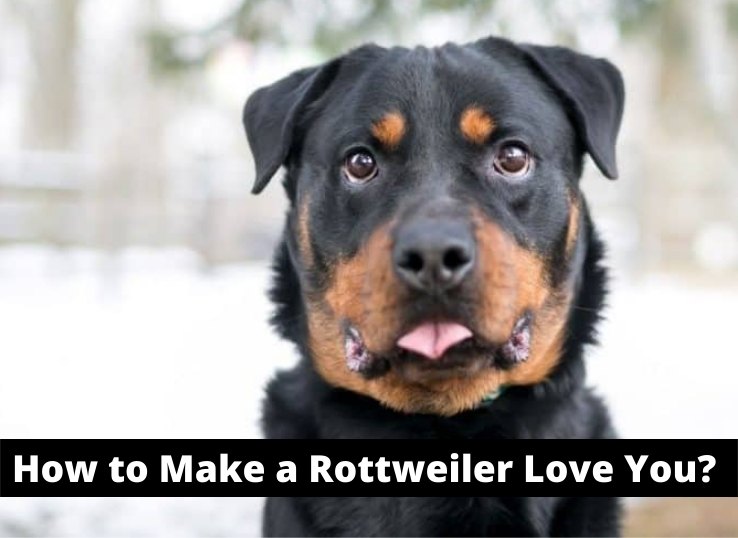 How to Make a Rottweiler Love You? 7 Ways