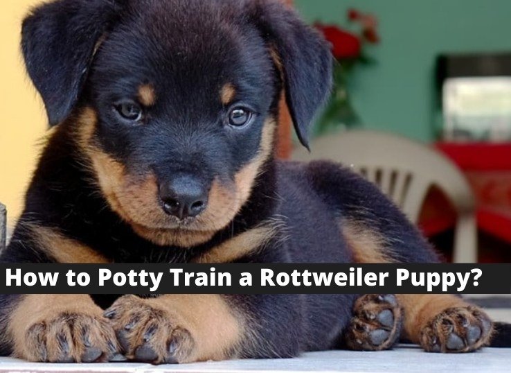 how to potty train a Rottweiler puppy