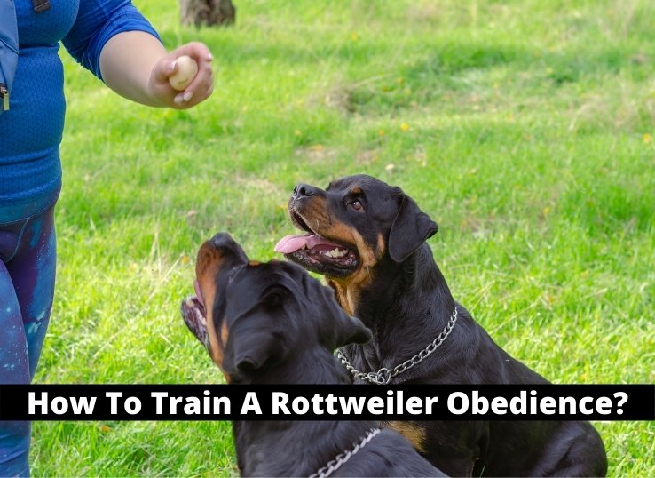 How to Train Rottweiler Obedience? 5 Basic Commands