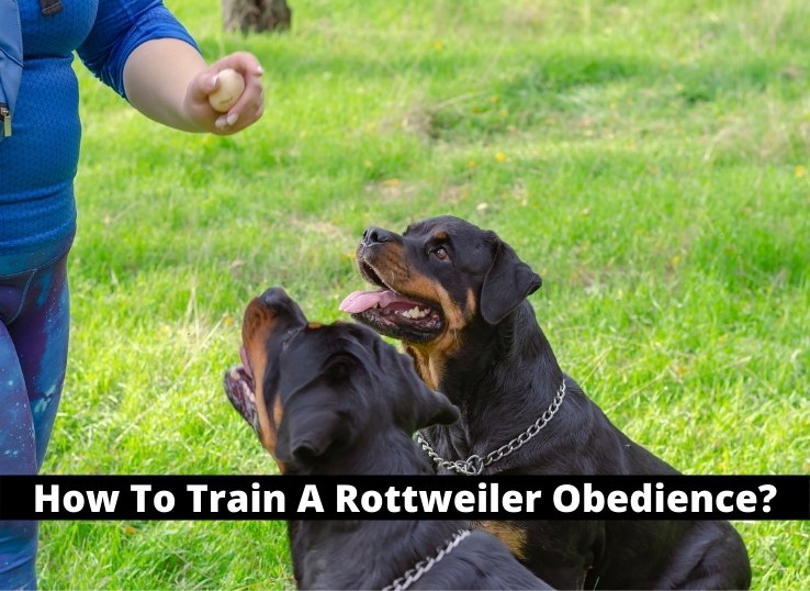 how-to-train-Rottweiler-obedience-