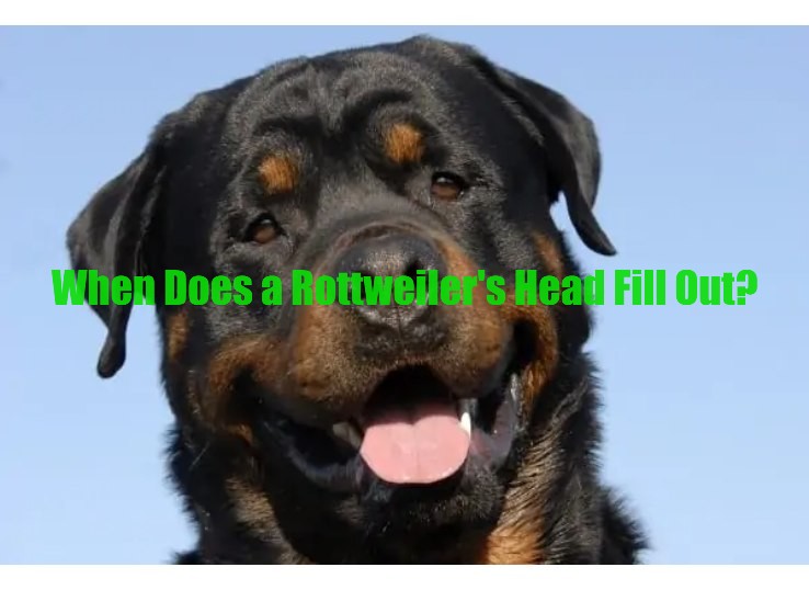 When does a Rottweilers head fill out ?