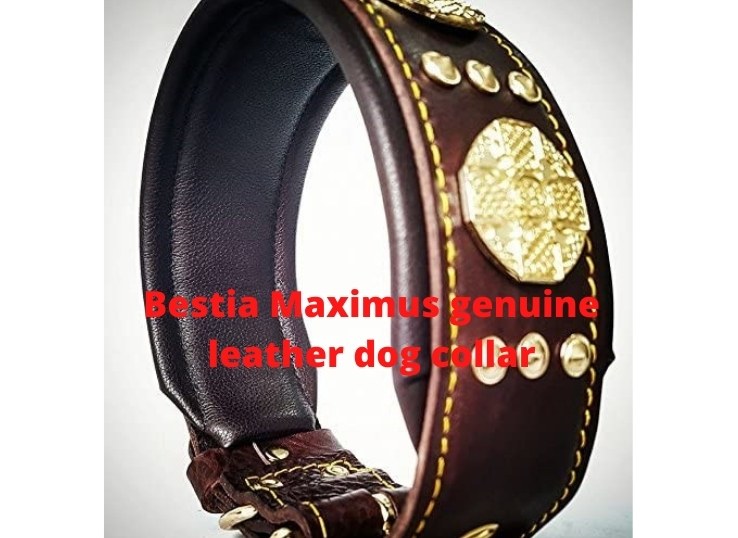 Bestia Maximus genuine leather dog collar