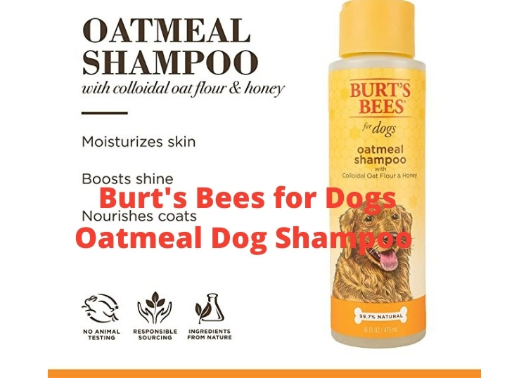 Burts Bees for Dogs Oatmeal Dog Shampoo