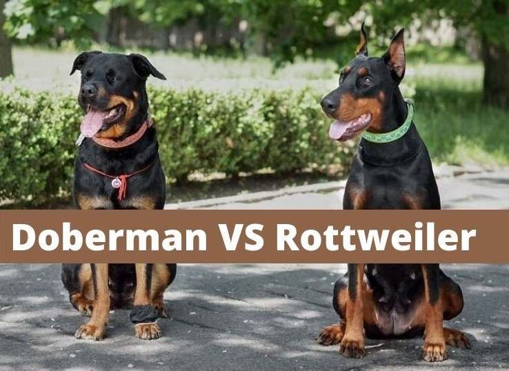 Doberman vs Rottweiler: 8 Main Differences