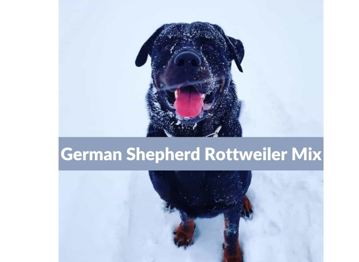 German shepherd Rottweiler Mix: Unveiling Top 7 Characteristics