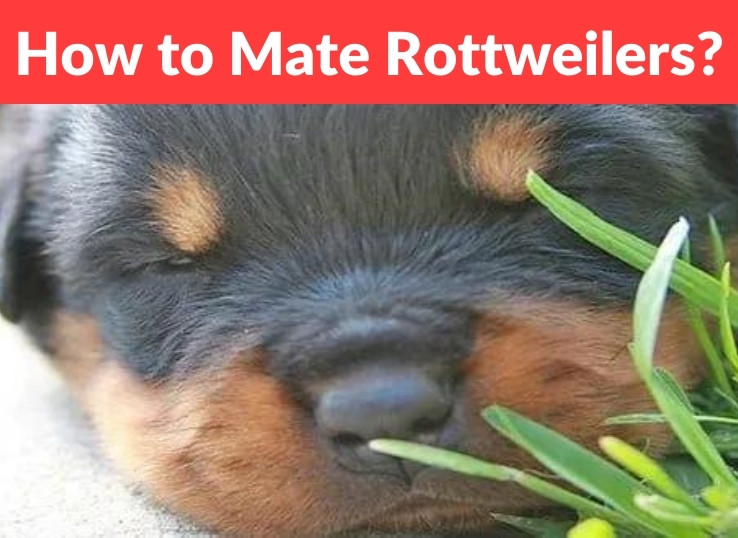 How to mate Rottweilers? 10 Breeding Tips￼