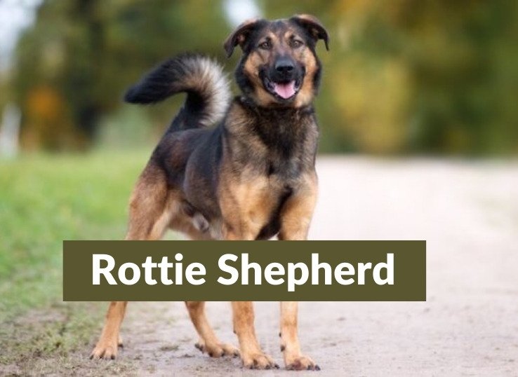 Rottie Shepherd