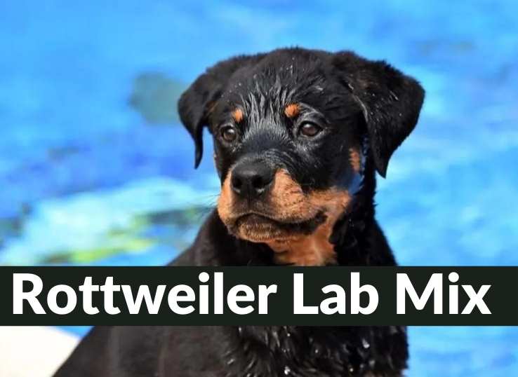 Rottweiler-Lab-Mix