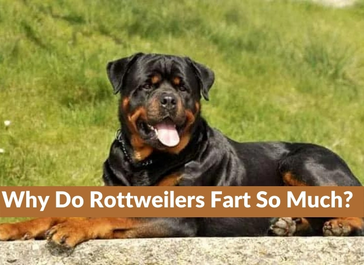 Why Do Rottweilers Fart So Much