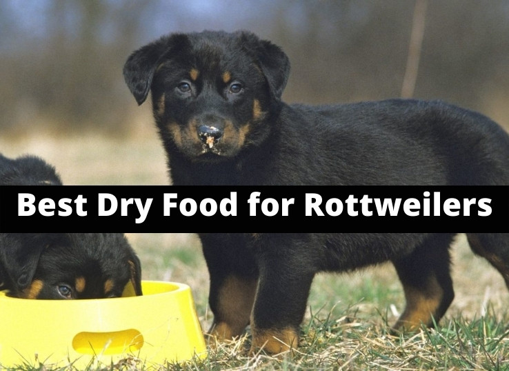 best-Dry-Food-for-Rottweilers