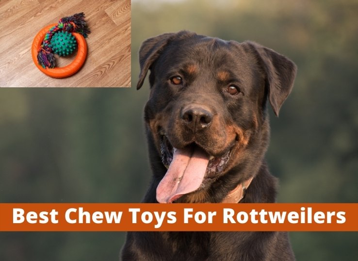 Top 6 Best Chew Toys for Rottweilers
