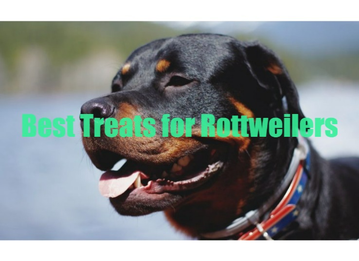 Top 6 Best Treats for Rottweilers in 2024