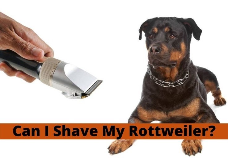 Can I Shave My Rottweiler? (New Guide)
