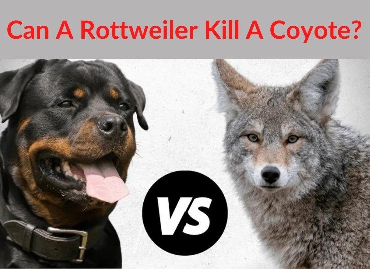 can a rottweiler kill a coyote