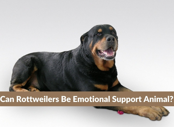 can rottweilers be emotional support animal