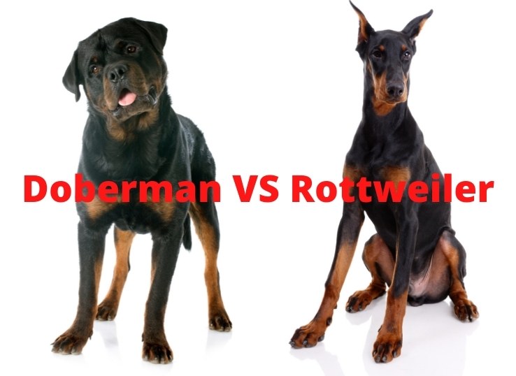 doberman-VS-rottweiler