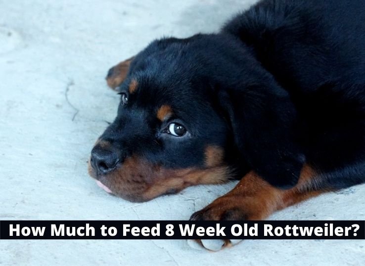 how Much to Feed 8 Week Old Rottweiler