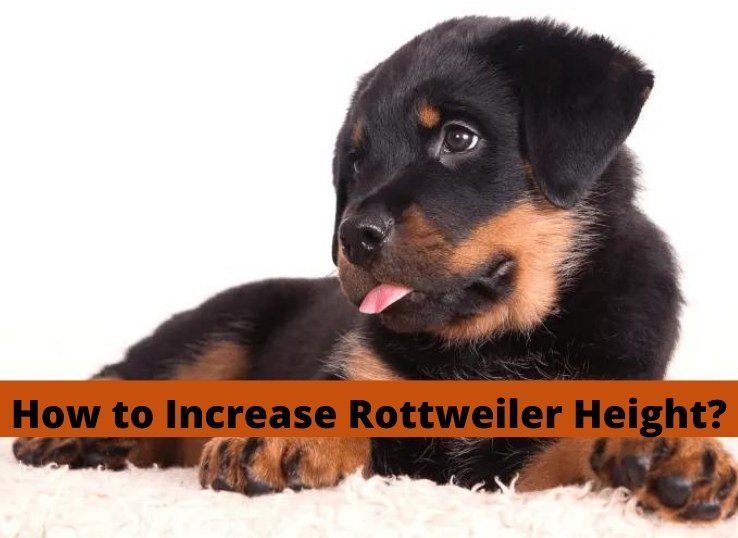 how to Increase Rottweiler Height