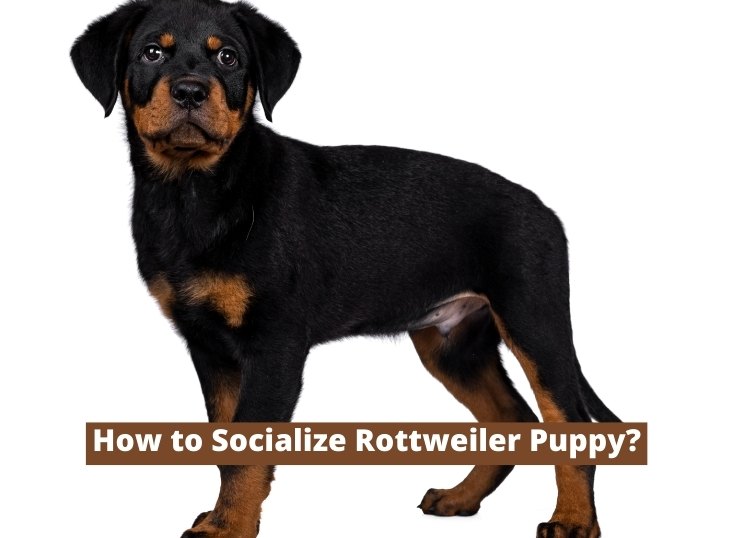 how to Socialize Rottweiler Puppy