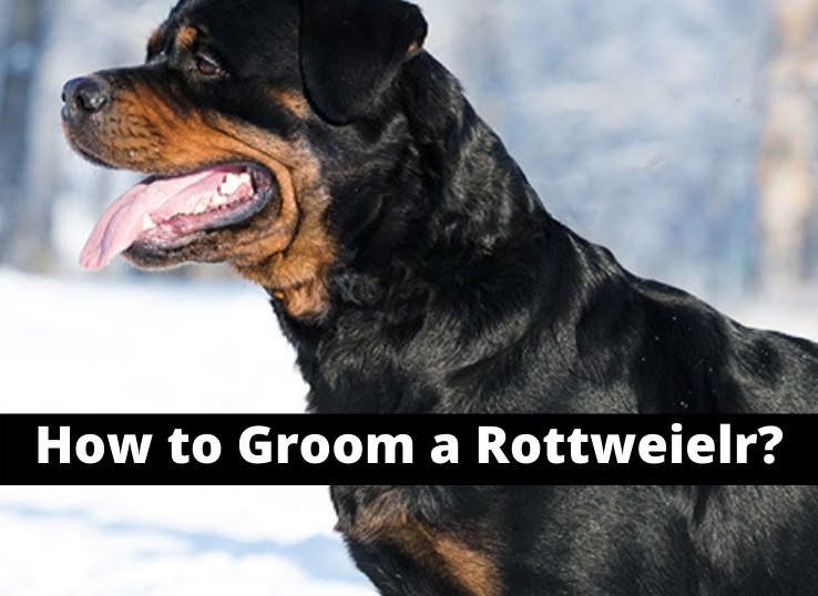 how to groom a Rottweiler