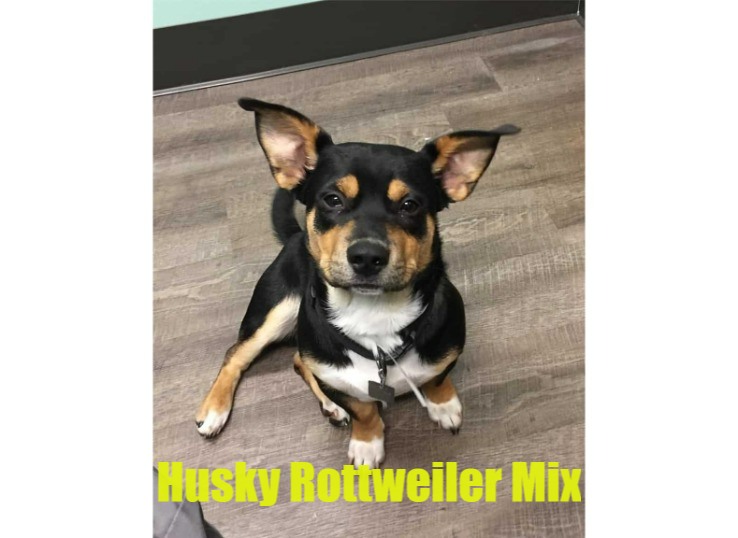 8 Things You Must Know About Husky Rottweiler Mix