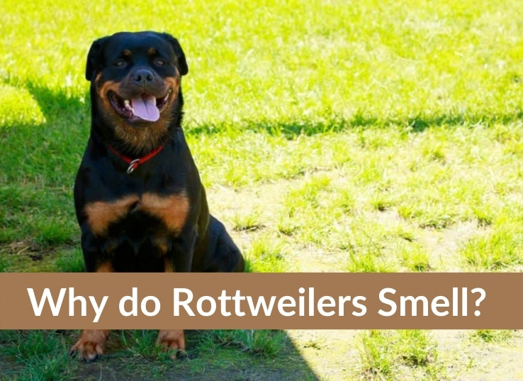 Why do Rottweilers Smell? Top 5 Reasons