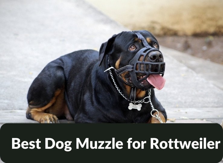 Best Dog Muzzle for Rottweiler