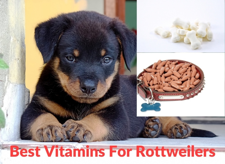 6 Best Vitamins for Rottweilers in 2024