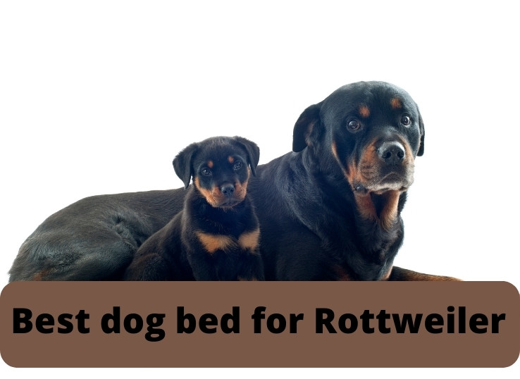 Top 8 Best dog bed for Rottweiler: (Buyers Guide)