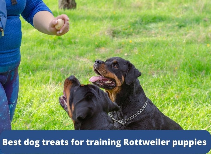 Top 8 Best dog treats for training Rottweiler puppies
