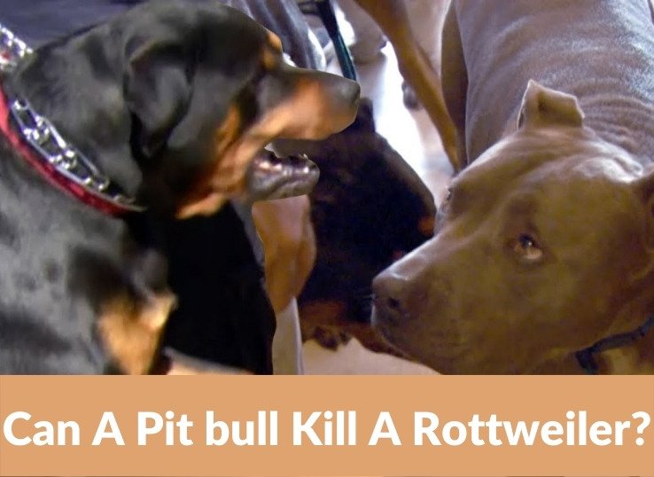 Can A Pit bull Kill A Rottweiler