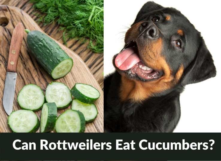 Can Rottweilers Eat Cucumbers? (New Guide in 2024)