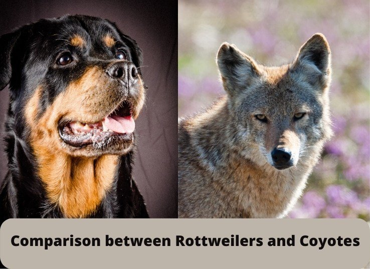 Comparison-between-Rottweilers-and-Coyotes
