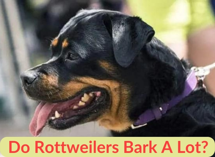 Do Rottweilers Bark a Lot? Top 4 Reasons
